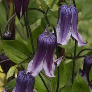 Clematis Rooguchi