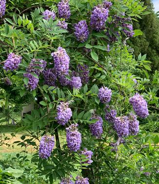 Wisteria frutescens 'Amethyst Falls'