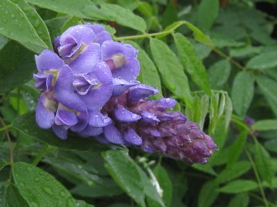 Wisteria frutescens 'Amethyst Falls' 