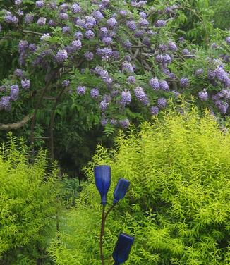 Wisteria frutescens 'Amethyst Falls'