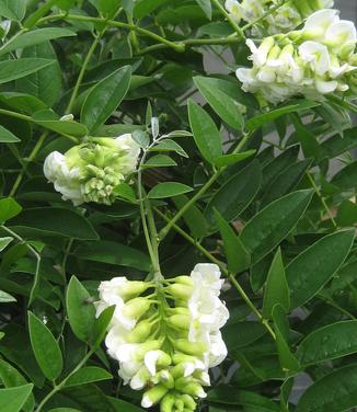 Wisteria frutescens Nivea - White American Wisteria