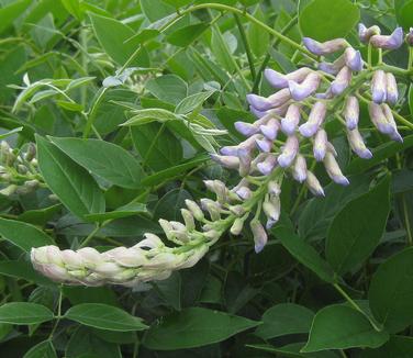 Wisteria frutescens var. macro. Blue Moon - Kentucky Wisteria