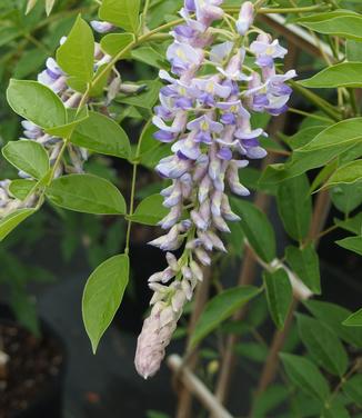 Wisteria frutescens var. macro. Blue Moon - Kentucky Wisteria