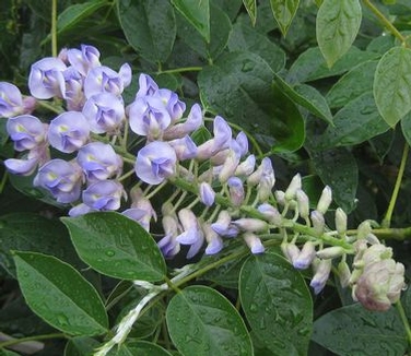 Wisteria frutescens var. macro. Blue Moon