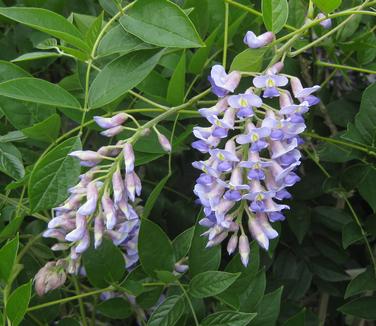 Wisteria frutescens var. macro. Blue Moon - Kentucky Wisteria