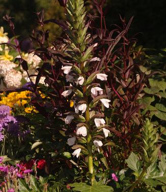 Acanthus mollis