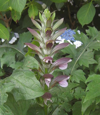 Acanthus mollis - Bear's Breeches 