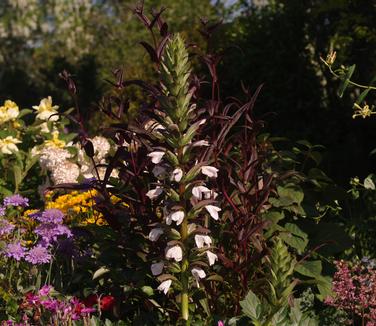 Acanthus mollis