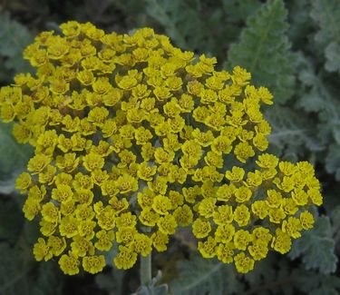 Achillea x 'Moonshine' -Yarrow