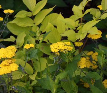 Achillea x 'Moonshine' - Yarrow