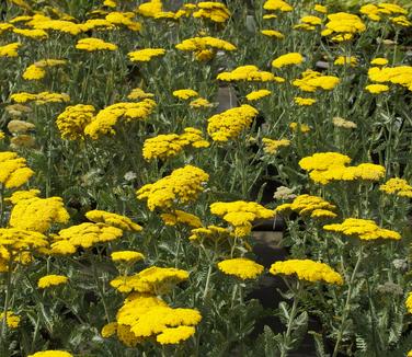 Achillea x Moonshine