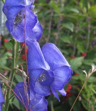 Aconitum carmichaelii Arendsii - Azure Monkshood 