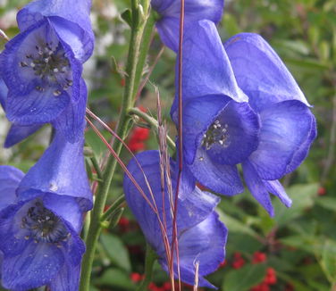 Aconitum carmichaeli 'Arendsii' 