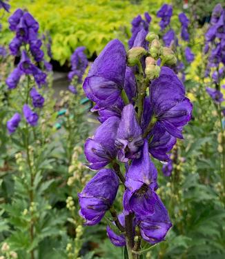 Aconitum carmichaelii Arendsii