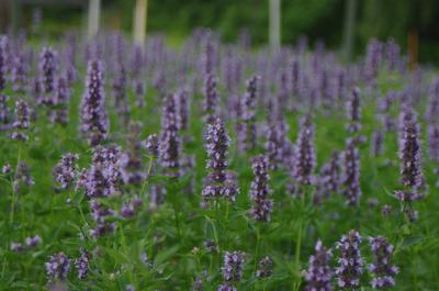 Agastache x 'Black Adder' - Anise Hyssop