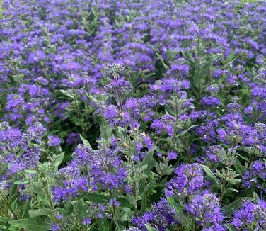 Caryopteris x clandonensis 'Dark Knight' - Bluebeard 