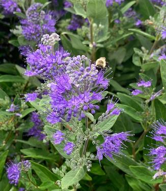 aryopteris x clandonensis 'Dark Knight' - Bluebeard