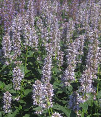 Agastache x Blue Fortune - Anise Hyssop