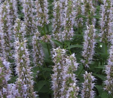 Agastache x Blue Fortune