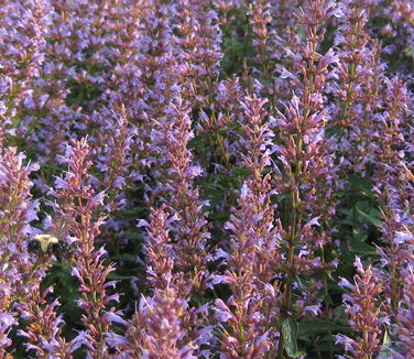 Agastache x 'Purple Haze'