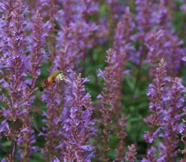 Agastache x Purple Haze - Anise Hyssop