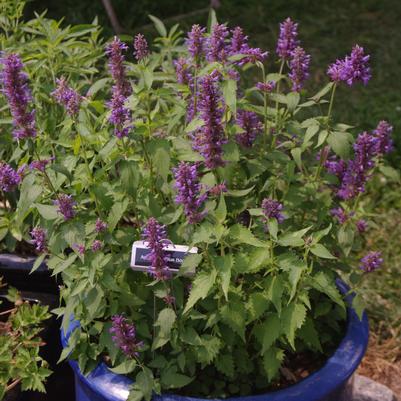 Agastache x Blue Boa