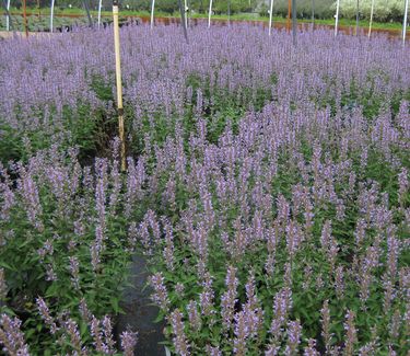 Agastache x Purple Haze - Anise Hyssop