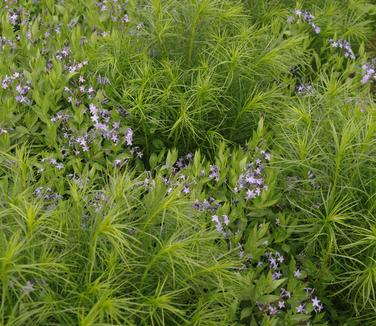 Amsonia tabernaemontana 'Blue Ice'