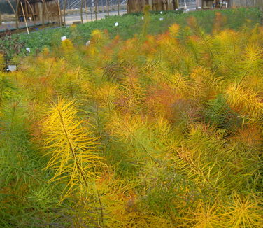 Amsonia hubrichtii (Fall Color)