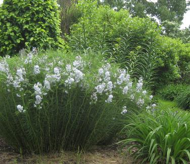 Amsonia hubrichtii