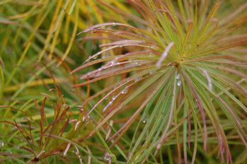 Amsonia hubrichtii (Fall Color)