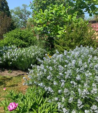 Amsonia hubrichtii - Arkansas Amsonia