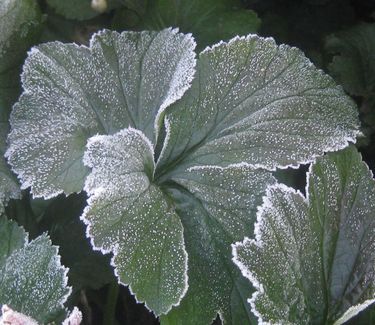 Anemone x 'Honorine Jobert' (w/ frost)