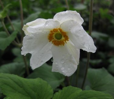 Anemone x 'Honorine Jobert' - Japanese Anemone