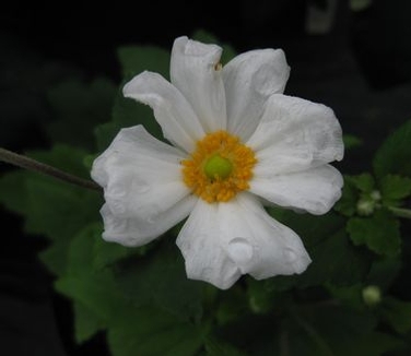 Anemone x 'Honorine Jobert' - Japanese Anemone