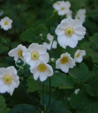 Anemone x Honorine Jobert @ Scott Arb