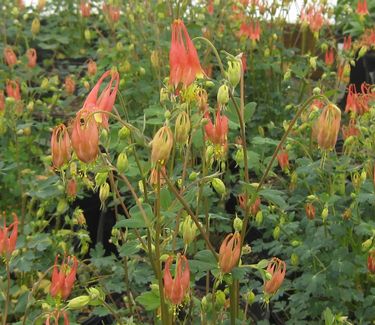 Aquilegia canadensis Little Lanterns - Columbine