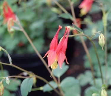 Aquilegia canadensis 'Little Lanterns'