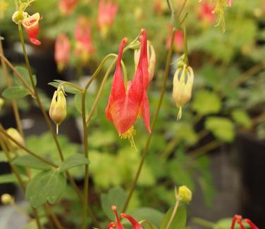 Aquilegia canadensis Little Lanterns