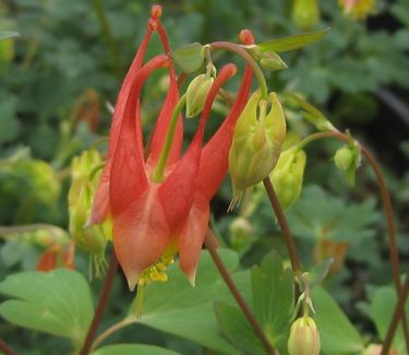 Aquilegia canadensis Little Lanterns - Columbine