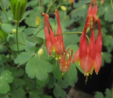 Aquilegia canadensis 'Little Lanterns'