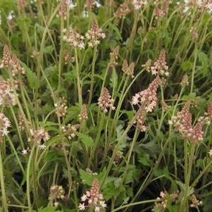 Tiarella x Sugar and Spice