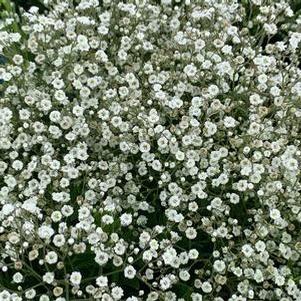 Gypsophila paniculata Summer Sparkles®