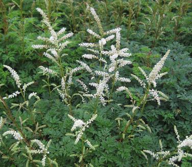 Aruncus aesthusifolius - Miniature Goat's Beard 