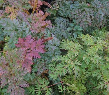 Aruncus aesthusifolius - Fall color