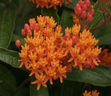 Asclepias tuberosa - Butterfly Weed