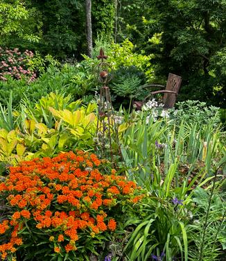 Asclepias tuberosa - Butterfly Weed