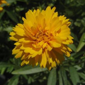 Coreopsis grandiflora Early Sunrise