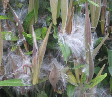 Asclepias tuberosa - Butterfly Weed (in seed)