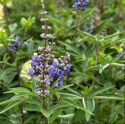 Vitex agnus-castus Blue Diddley®